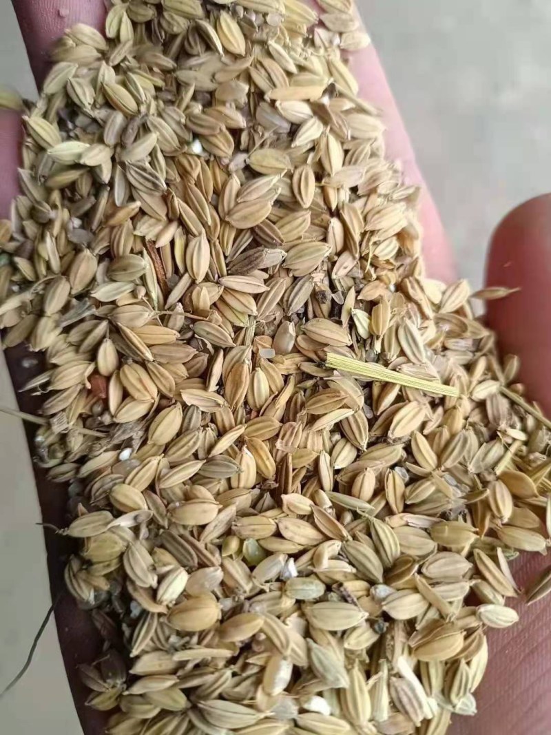 青花稻青花稻青花稻青花稻