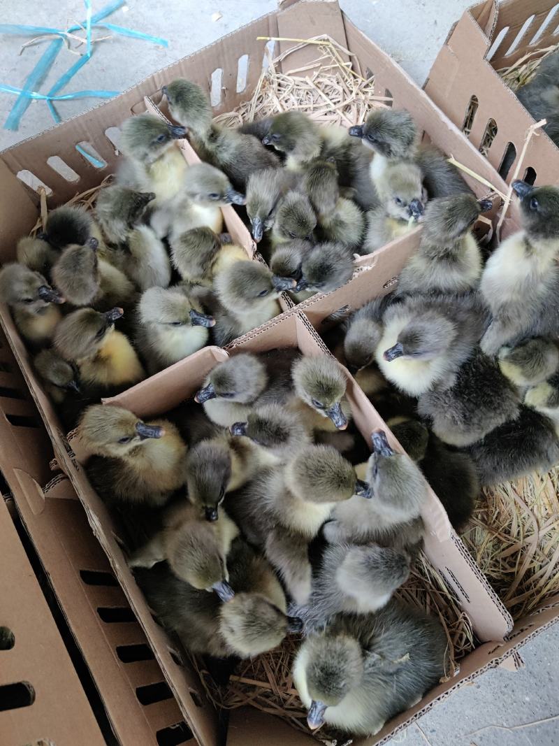 合浦黑狮头鹅苗质量保证诚信经营，包疫苗，包存活包运输