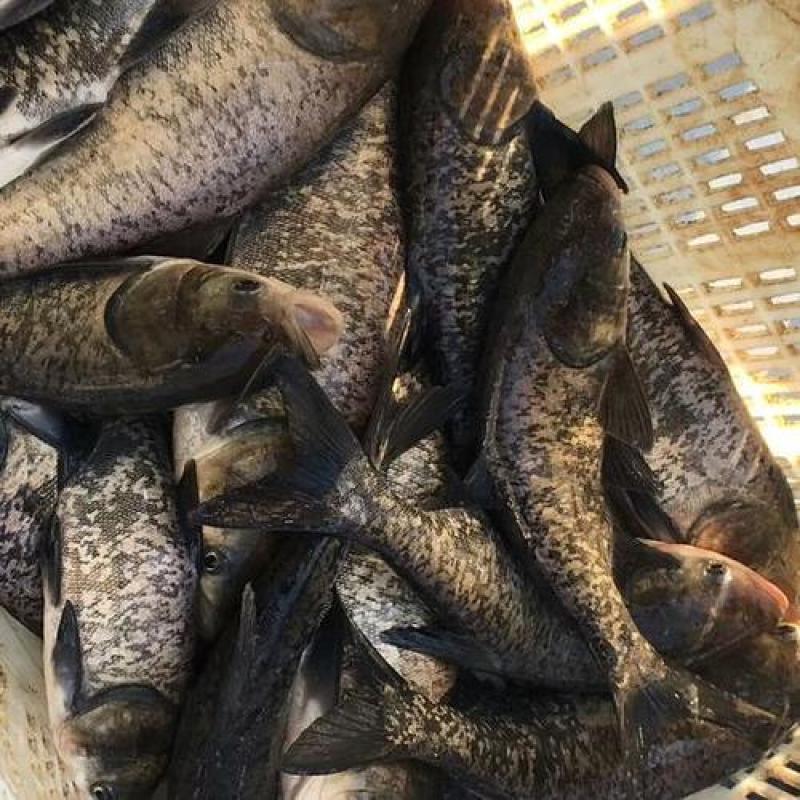 买家首页推荐鲫鱼，中科三号银鲫，鲫鱼，鲫鱼水产养殖基地价格优