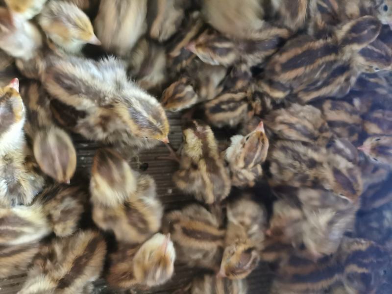 优选鹌鹑苗厂家直销质量保证量大包邮