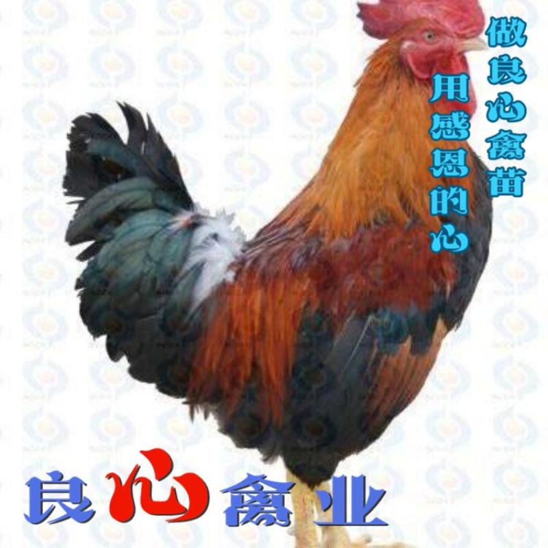 基地直销优质清远麻鸡苗大红公鸡苗另有青脚土鸡苗
