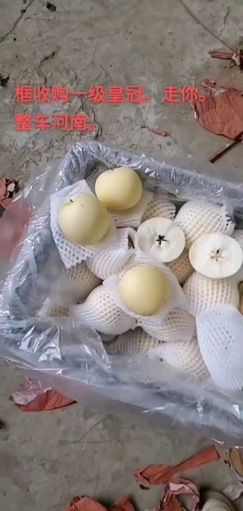 精品皇冠梨，口感脆甜多汁，诚信经营，货源稳定供应