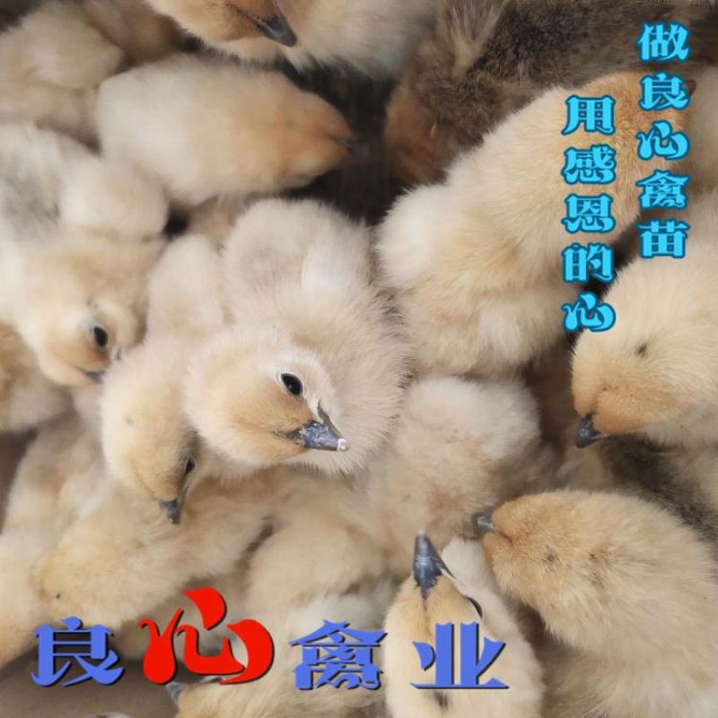 基地直卖纯种黄羽乌鸡苗金凤乌鸡苗另有黑乌鸡苗