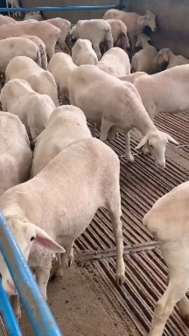 纯种澳洲白绵羊羔羊买十只送一只免费送货货到付款