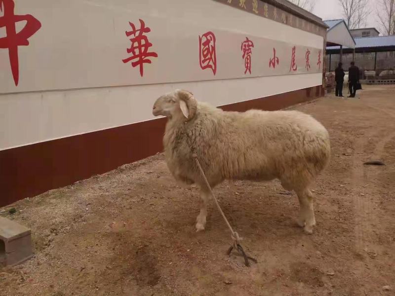 纯种澳洲白绵羊羔羊买十只送一只免费送货货到付款