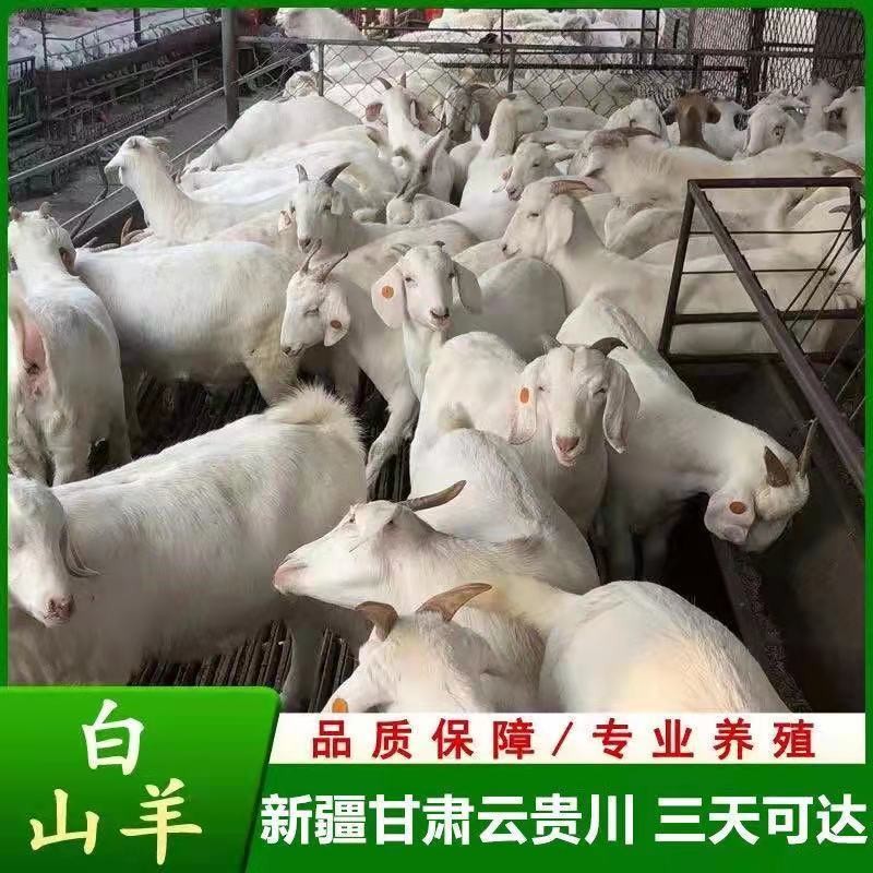 努比亚黑山羊买十只送一只价格合适免费送货货到付款