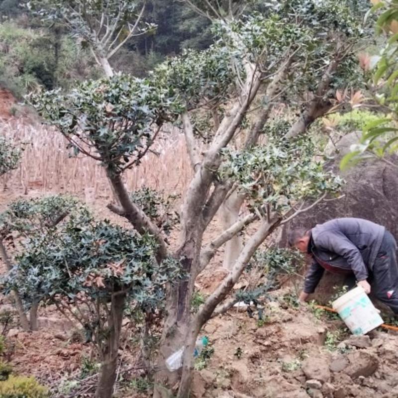 有刺枸骨，！一年四季常青，可以包挖包上车，