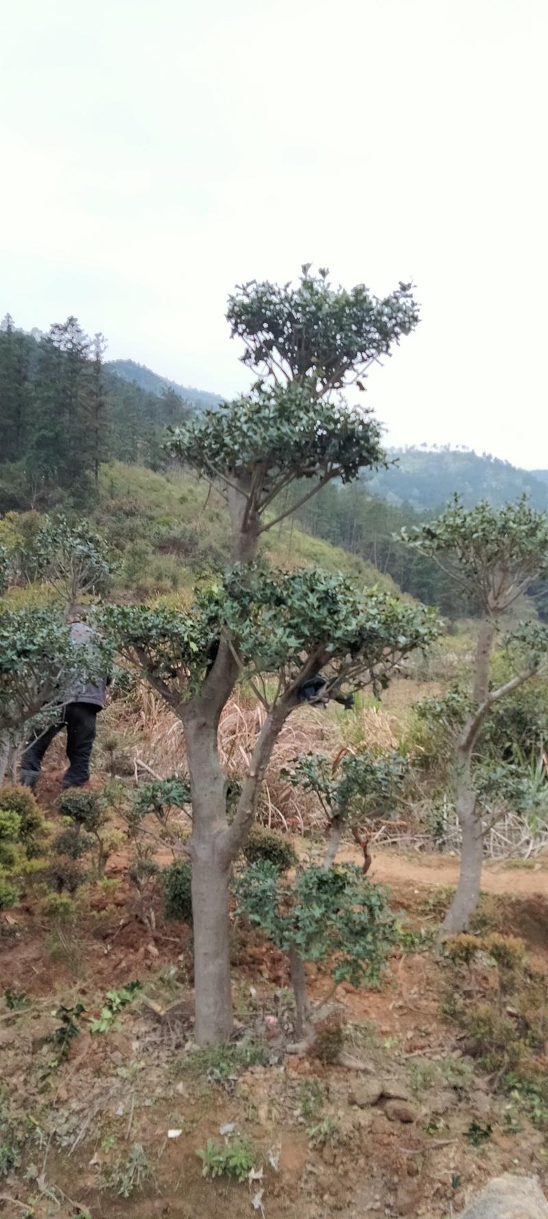 有刺枸骨，！一年四季常青，可以包挖包上车，