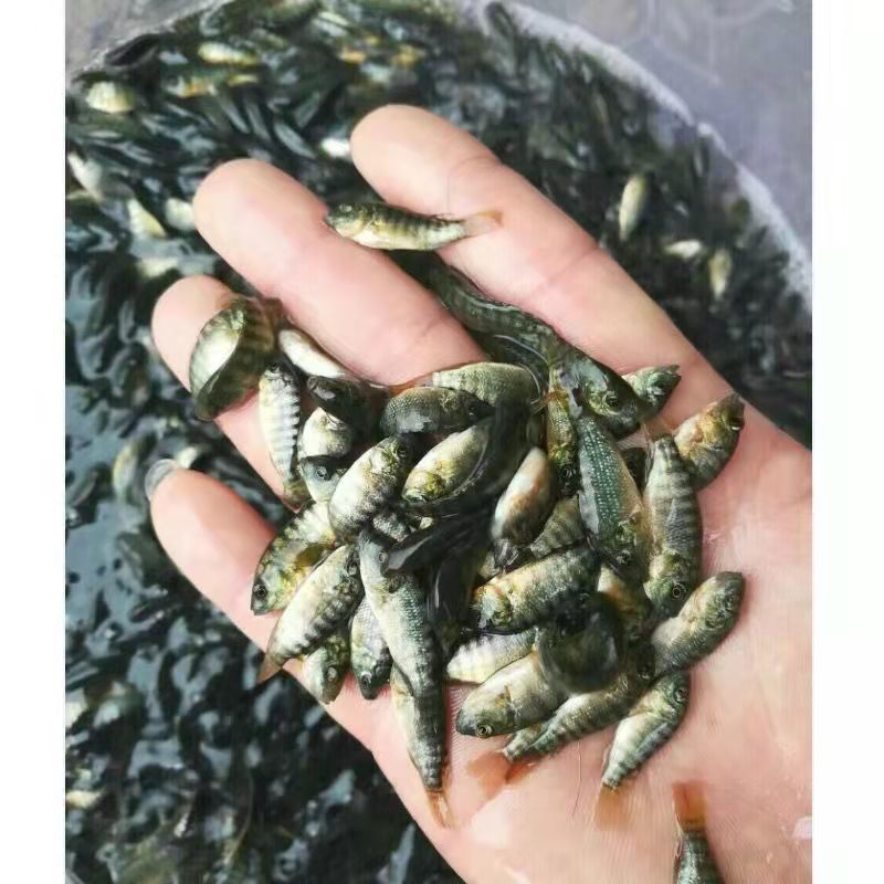 罗非鱼苗，长期供应优良鱼苗，场地直销欢迎订购。