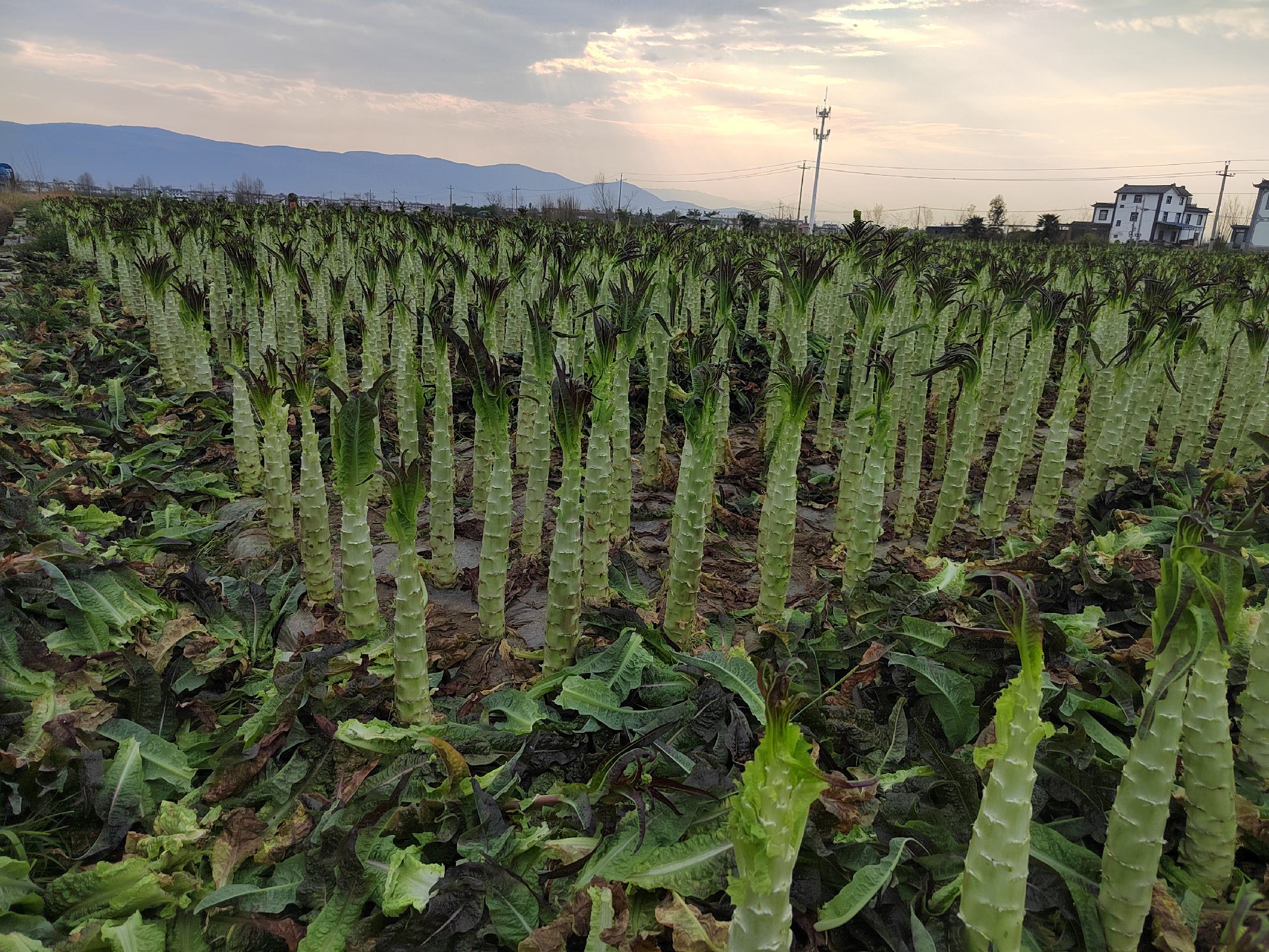 红菜苔种植基地航拍图