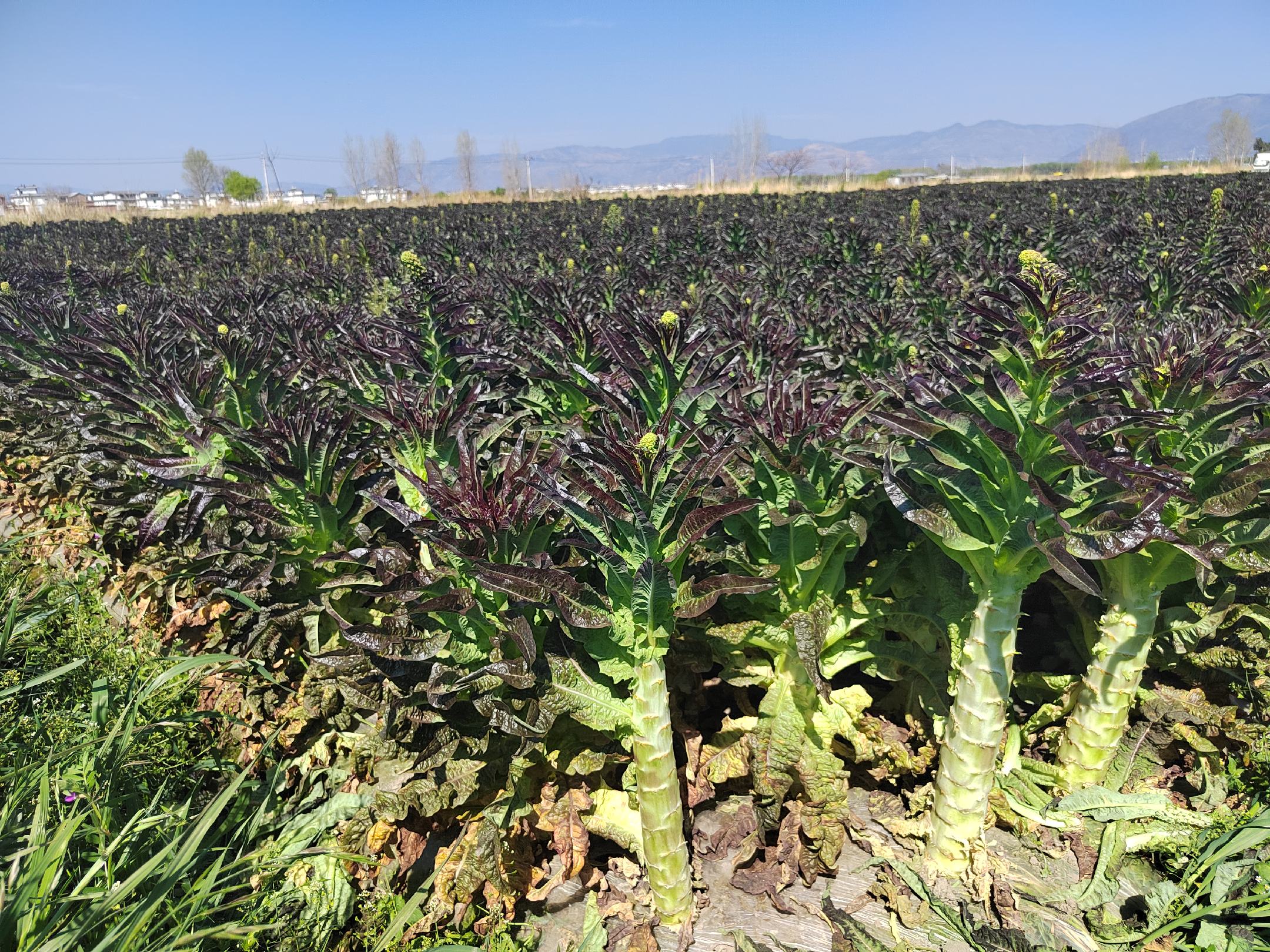 两株并列生长的莴苣类植物,左侧为贡菜(茎用莴苣),植株较高(约80-100厘米),主茎细长挺直,叶片狭长稀疏;右侧为普通莴笋,植株较矮(约40-60厘米),基部膨大呈短粗圆柱形,叶片宽大浓绿。背景为农田环境,土壤为砂壤土 贡菜植株与普通莴笋植株对比图