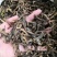 无硫骨碎补冷背药材批发各种中药材各种规格