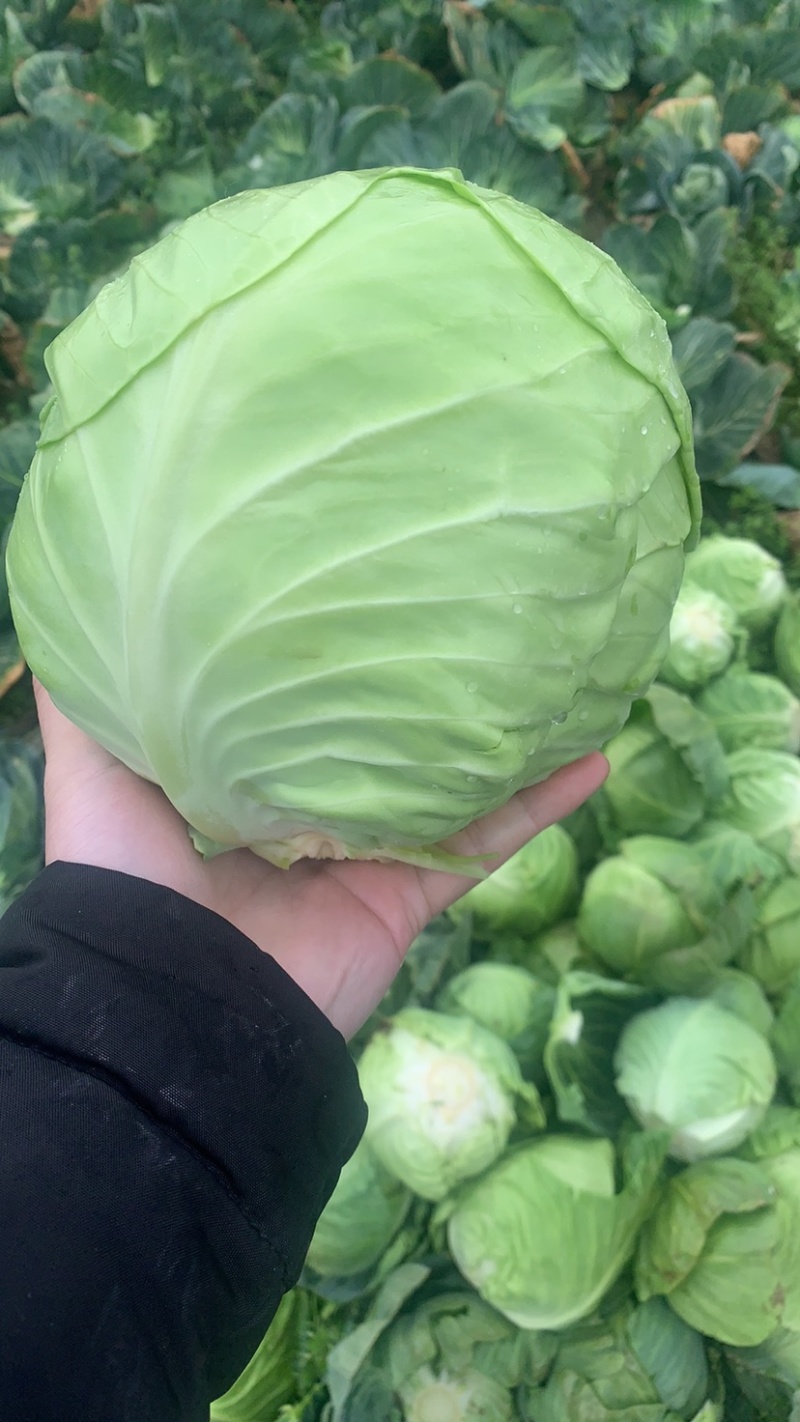 精品圆包菜，今日大量出货！需要的老板联系！精包装！