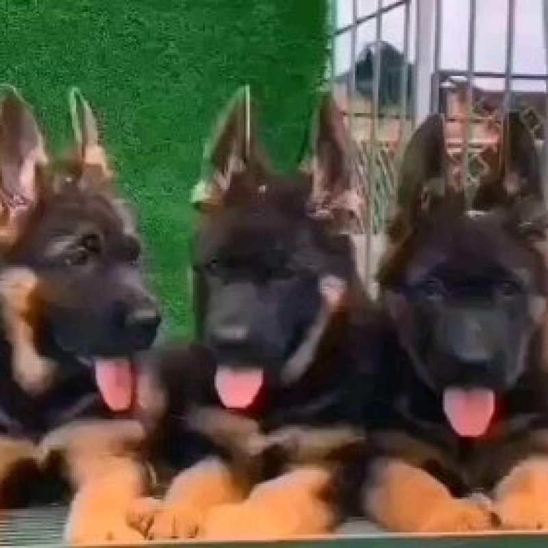 精品德牧马犬黑狼喜欢的朋友联系