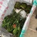 四季茶盆栽带花苞发货基地自产直销量大有货原盆发货