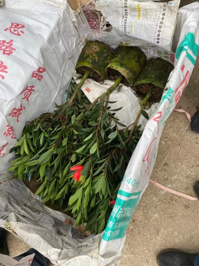四季茶盆栽带花苞发货基地自产直销量大有货原盆发货