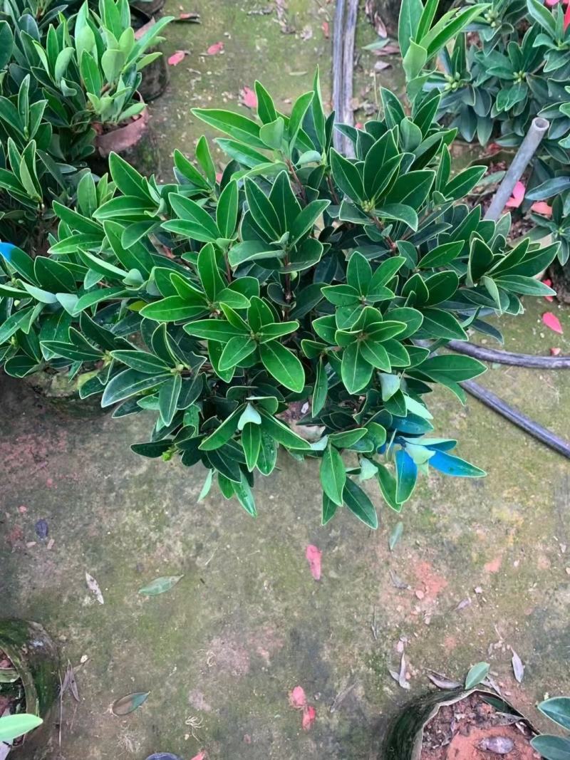四季茶盆栽带花苞发货基地自产直销量大有货原盆发货