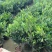 四季茶盆栽带花苞发货基地自产直销量大有货原盆发货