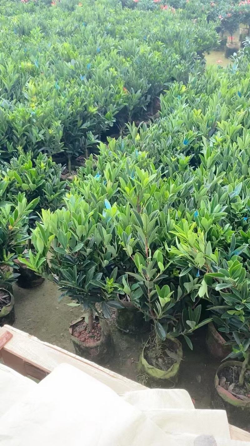 四季茶盆栽带花苞发货基地自产直销量大有货原盆发货