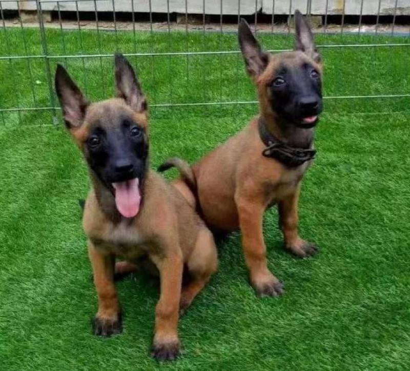 精品德牧马犬黑狼喜欢的朋友联系