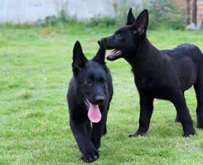 精品德牧马犬黑狼喜欢的朋友联系