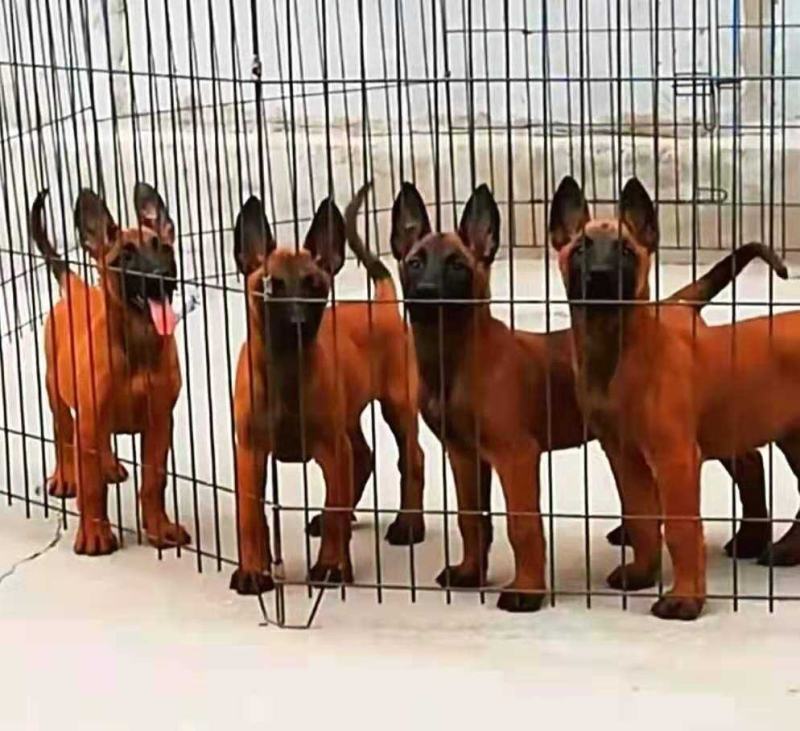 精品德牧马犬黑狼喜欢的朋友联系