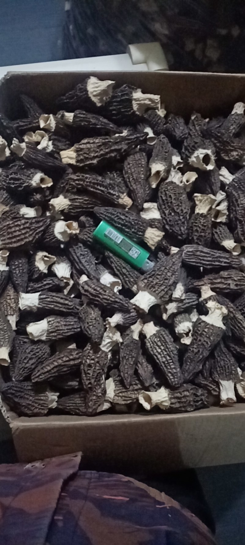 羊肚菌菌