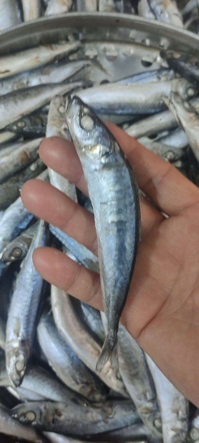 竹叶巴浪，又叫四破鱼，品质非常好。发货量请先沟通