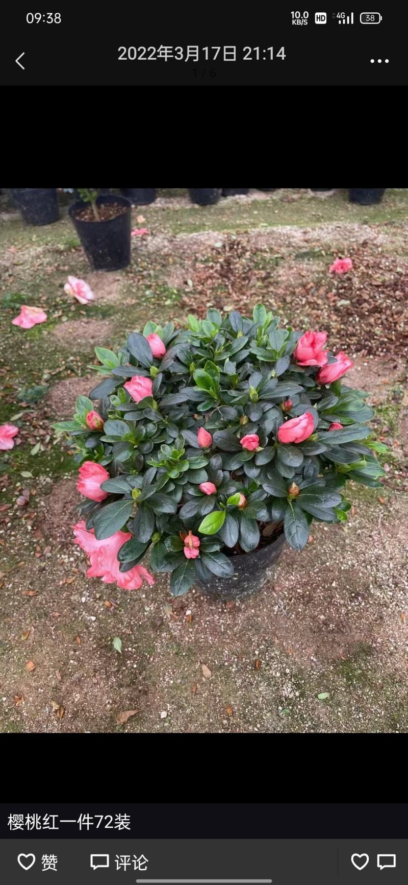 (热销)梅红杜鹃花樱桃红等基地自产自销量大有货