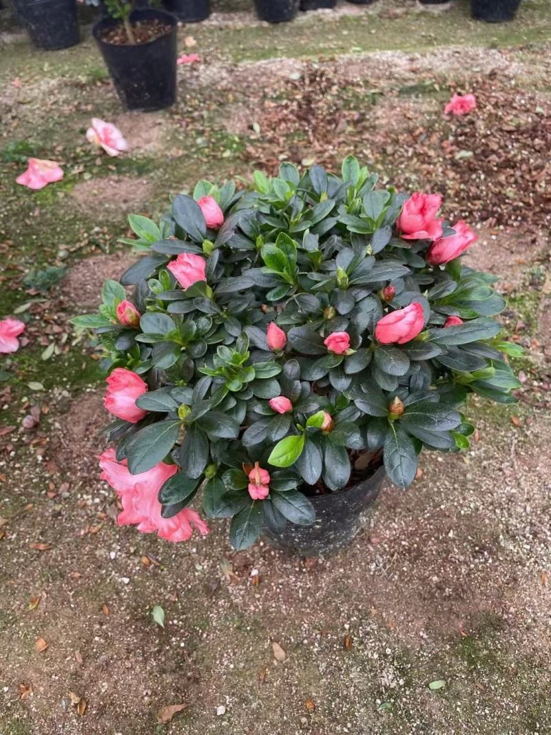 (热销)梅红杜鹃花樱桃红等基地自产自销量大有货