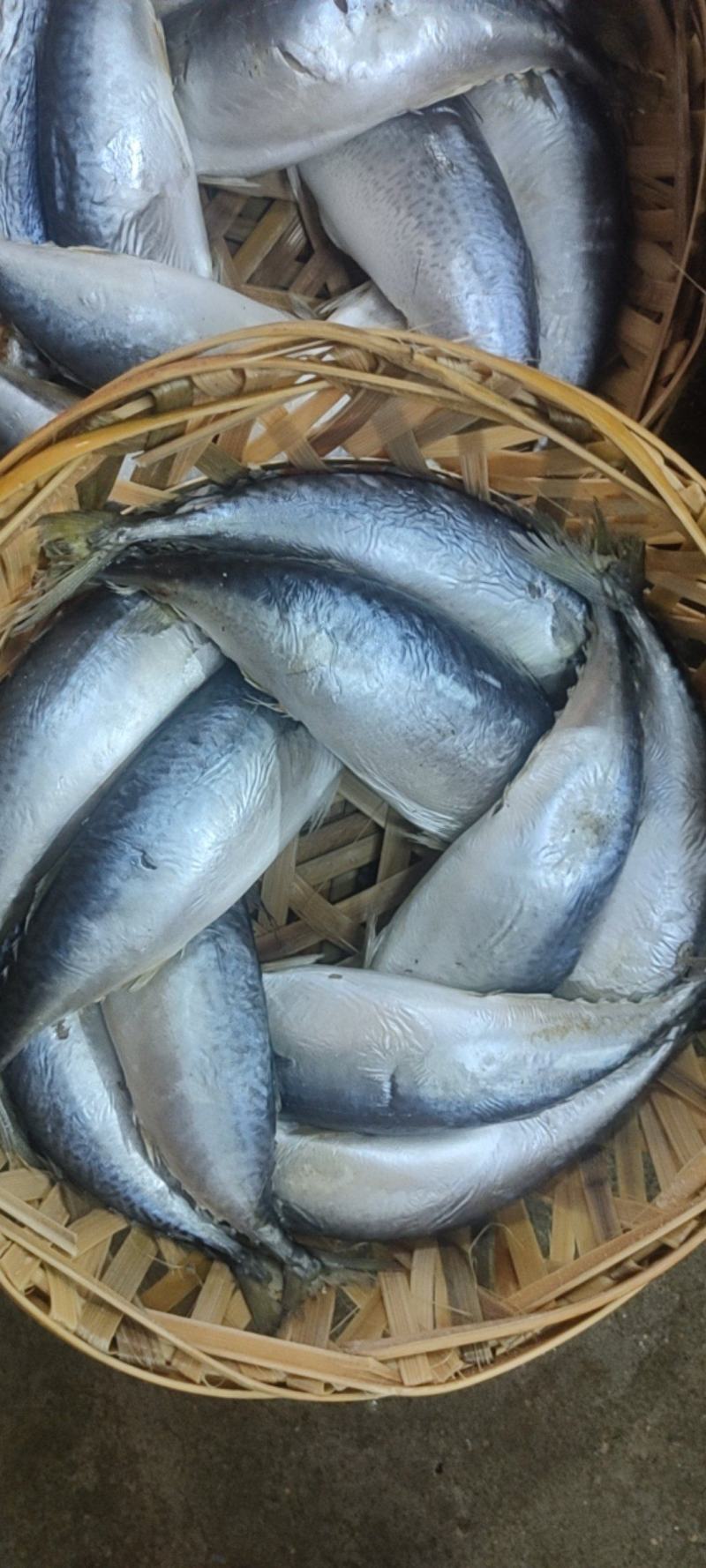鲭鱼，青占鱼（花仙），大小都有，常年有货。发货量请先沟通