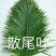 海南海口美兰区基地散尾葵，种植基地100多亩，货源充足