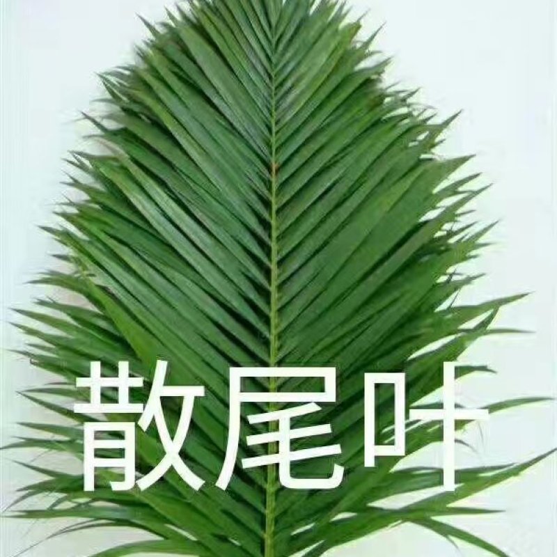 海南海口美兰区基地散尾葵，种植基地100多亩，货源充足
