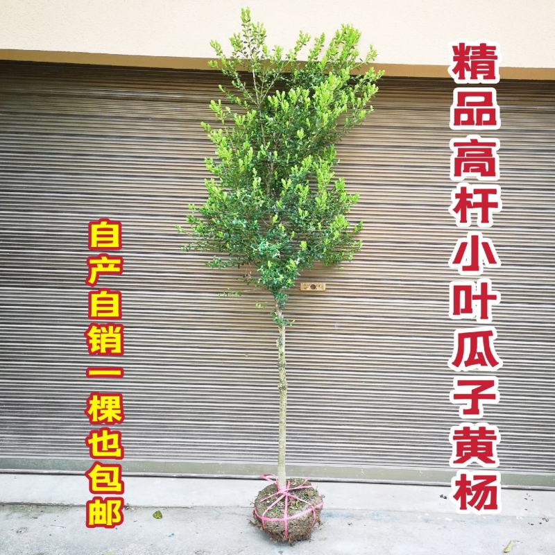 自产自销独杆瓜子黄杨小叶黄杨造型黄杨素材批发价【包邮】