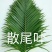 海南海口美兰区基地散尾葵，种植基地100多亩，货源充足