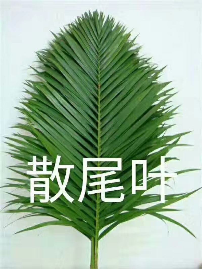 海南海口美兰区基地散尾葵，种植基地100多亩，货源充足