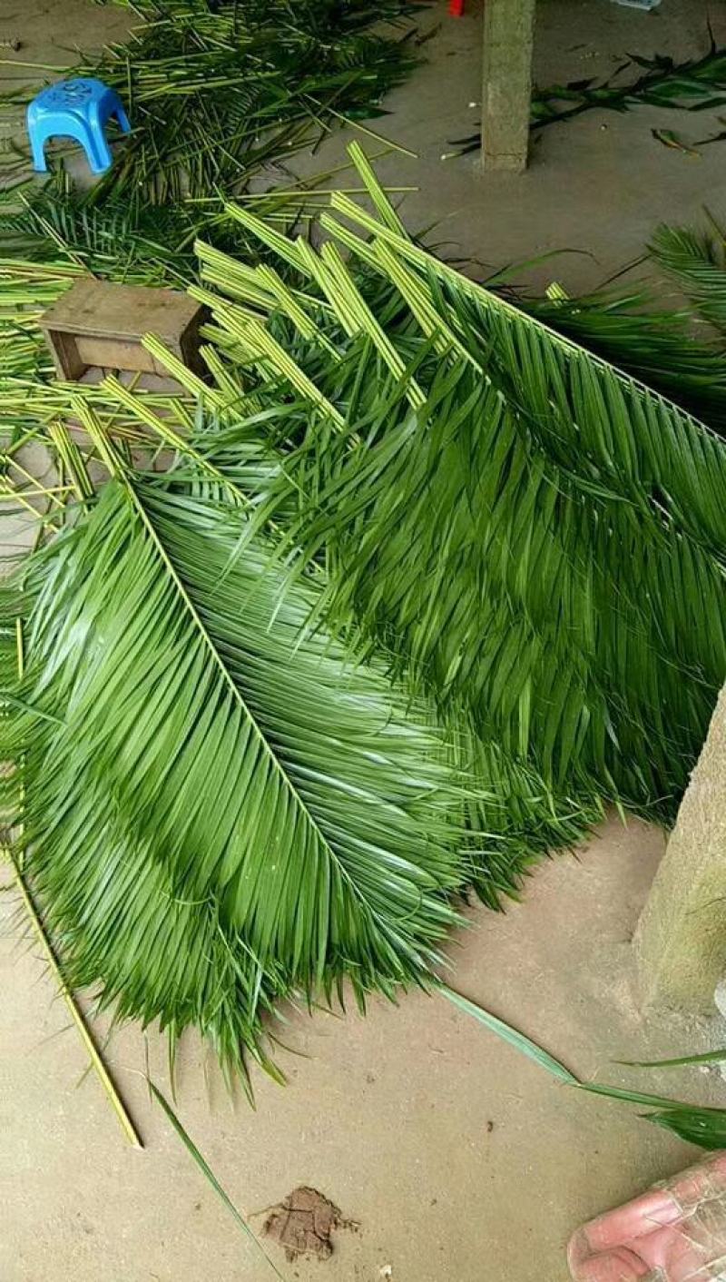 海南海口美兰区基地散尾葵，种植基地100多亩，货源充足