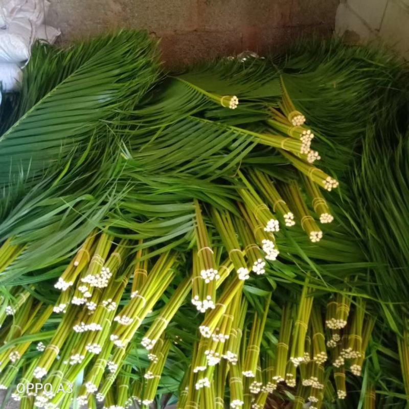 海南海口美兰区基地散尾葵，种植基地100多亩，货源充足