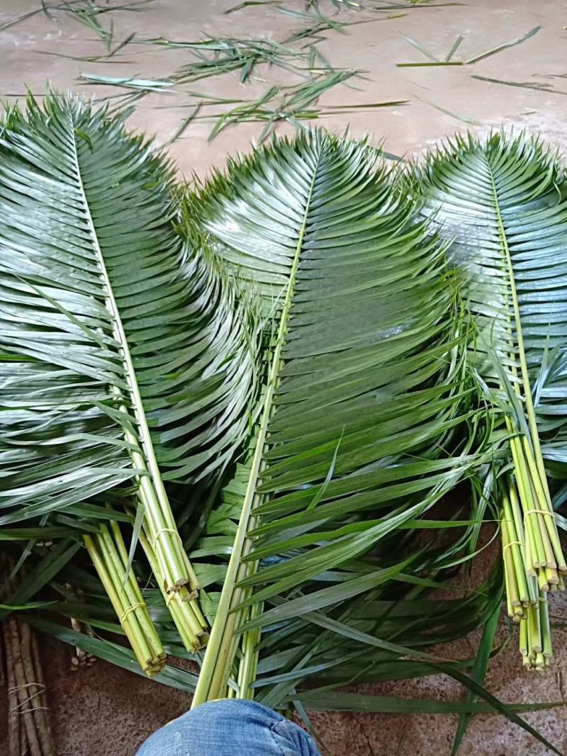 海南海口美兰区基地散尾葵，种植基地100多亩，货源充足