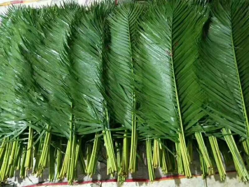 海南海口美兰区基地散尾葵，种植基地100多亩，货源充足
