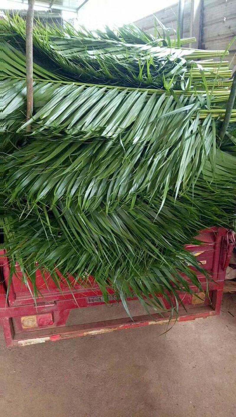 海南海口美兰区基地散尾葵，种植基地100多亩，货源充足