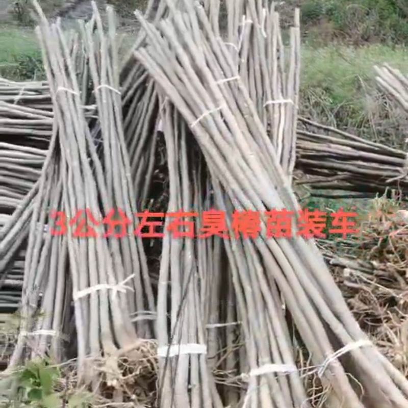白皮臭椿，2——5公分20万棵左右。