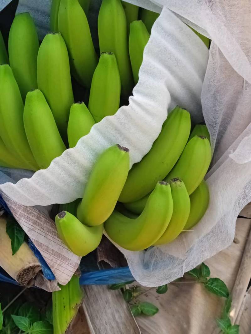 红河元阳香蕉