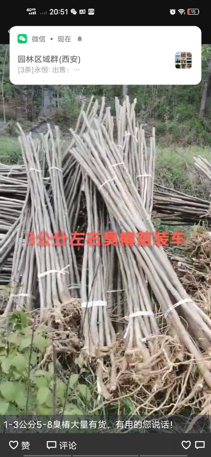 白皮臭椿，2——5公分20万棵左右。