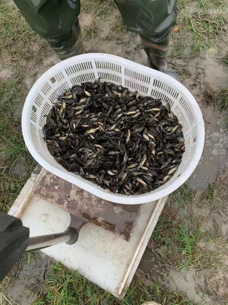 【爆款】长期供货黄骨鱼苗，不断货，可实地考察，量大优惠