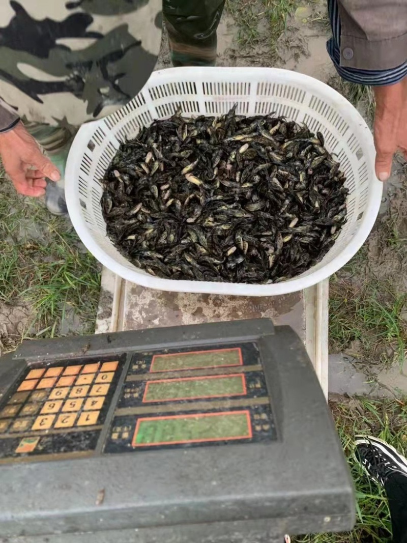 【爆款】长期供货黄骨鱼苗，不断货，可实地考察，量大优惠
