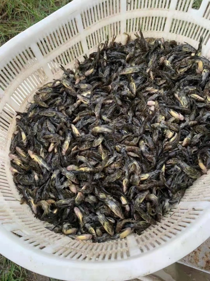 【爆款】长期供货黄骨鱼苗，不断货，可实地考察，量大优惠