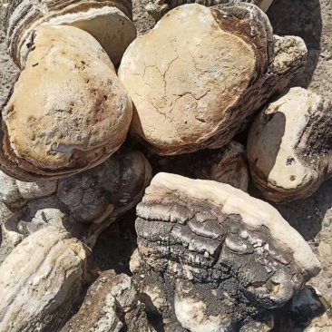 苦白蹄落叶松茸学名阿里红