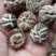 泌阳花菇甲天下精品花菇正在加工待发中大量供应原产地货源