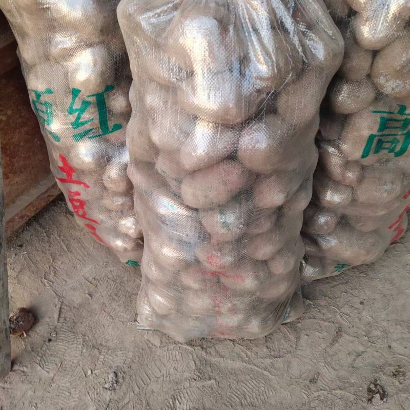 甘肃旱地马铃薯